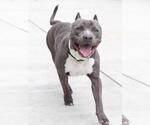 Small #1 American Pit Bull Terrier