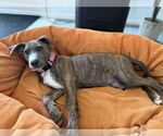 Small #3 American Staffordshire Terrier Mix