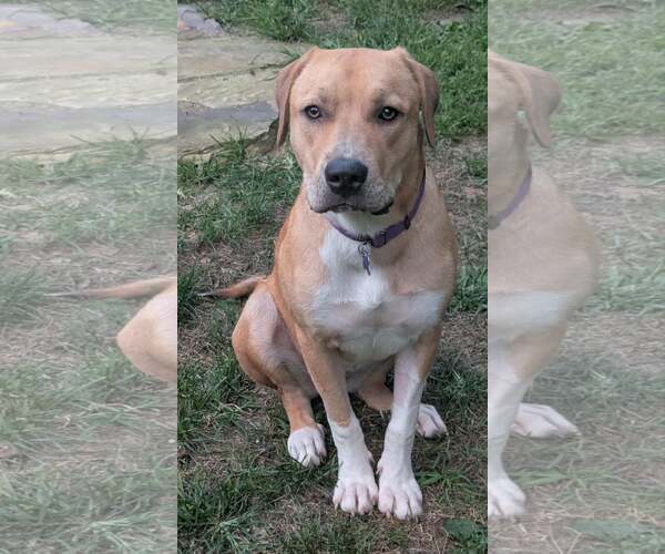 Medium Photo #3 Mastiff-Redbone Coonhound Mix Puppy For Sale in Cookeville, TN, USA
