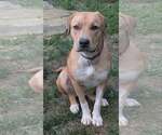Small #2 Mastiff-Redbone Coonhound Mix