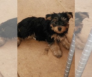 Morkie Puppy for sale in PLANT CITY, FL, USA