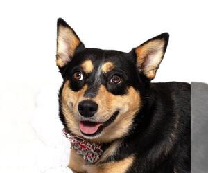Australian Kelpie-Texas Heeler Mix Dogs for adoption in Santa Maria, CA, USA