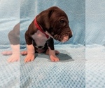 Small Photo #5 Great Dane Puppy For Sale in PENSACOLA, FL, USA
