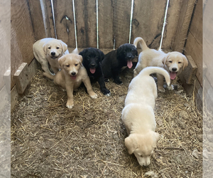 Labrenees Puppy for sale in MEADOWVIEW, VA, USA