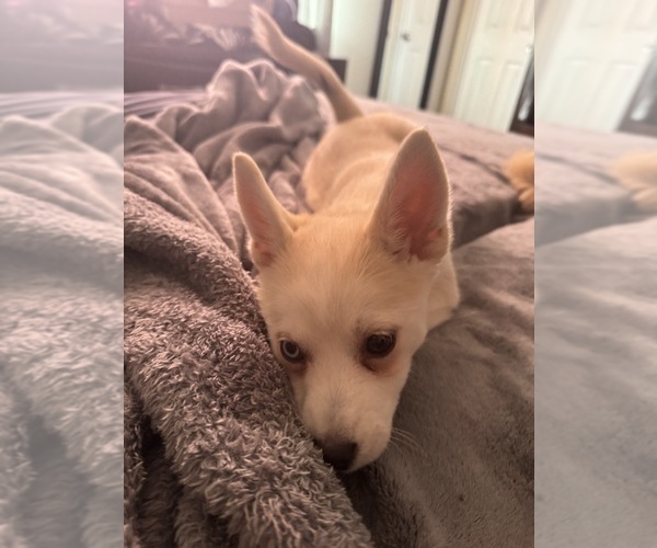 Medium Photo #234 Pomsky Puppy For Sale in LOVELAND, CO, USA