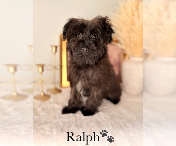 Medium Photo #26 Yorkshire Terrier Puppy For Sale in MURFREESBORO, TN, USA
