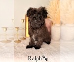 Small #25 Yorkshire Terrier