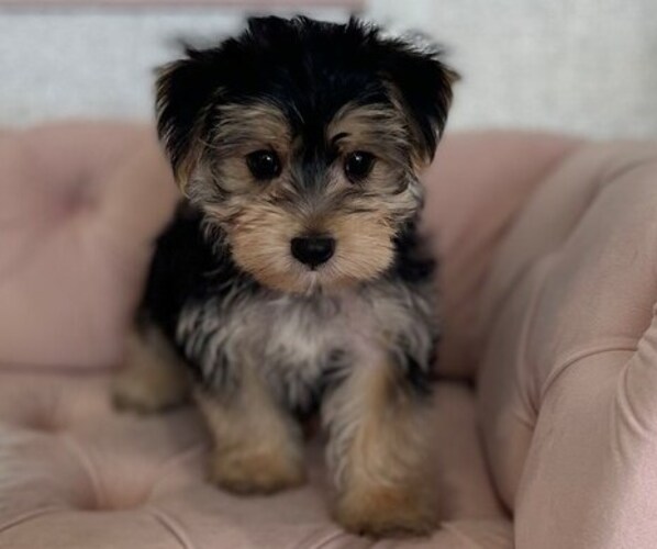 Medium Photo #3 Morkie Puppy For Sale in STUART, FL, USA