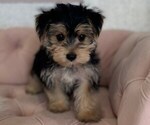 Small #2 Morkie