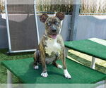 Small Dutch Shepherd  Mix