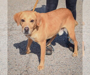 Ace - Male Mutt Dog for Adoption - Photo #3