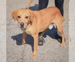 Small Photo #3 Mutt Puppy For Sale in Huntley, IL, USA