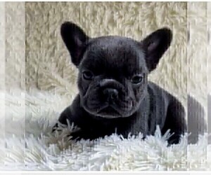 French Bulldog Puppy for Sale in MELBOURNE, Florida USA