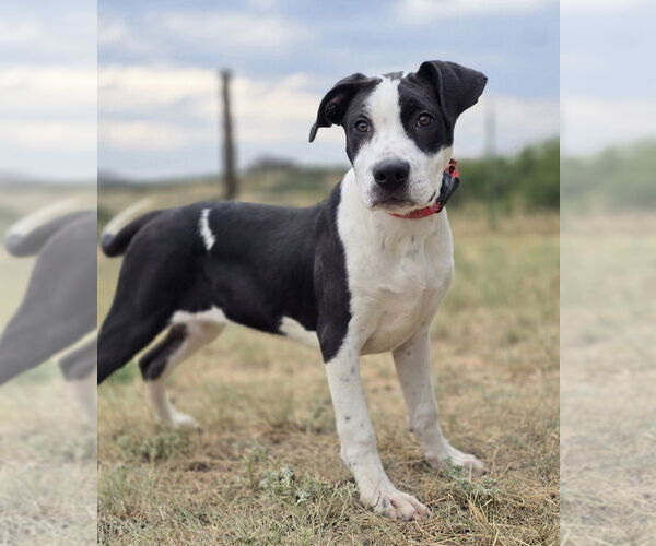 Medium Photo #8 American Bulldog-Unknown Mix Puppy For Sale in Lakewood, CO, USA