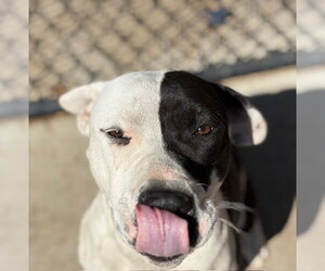 Mutt Dogs for adoption in Tulsa, OK, USA