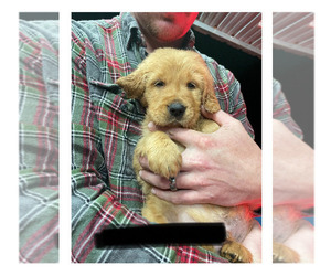 Golden Retriever Puppy for sale in SYLVANIA, GA, USA