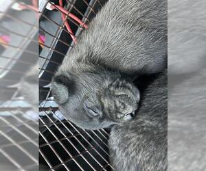 Staffordshire Bull Terrier Dogs for adoption in Houston, TX, USA