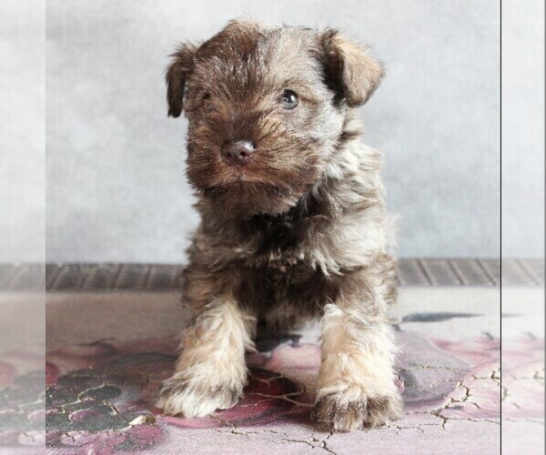Medium Photo #4 Schnauzer (Miniature) Puppy For Sale in HONEY BROOK, PA, USA