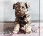 Small #3 Schnauzer (Miniature)