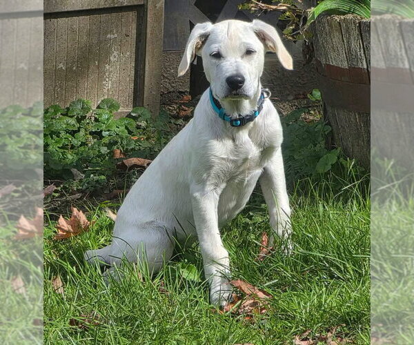 Medium Photo #2 Labrador Retriever-Unknown Mix Puppy For Sale in Alexander, AR, USA