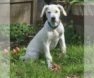 Sylvan - Male Labrador Retriever-Unknown Mix Dog for Adoption - Photo #2