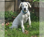 Small Photo #2 Labrador Retriever-Unknown Mix Puppy For Sale in Alexander, AR, USA