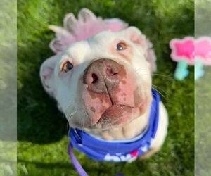 American Pit Bull Terrier-Unknown Mix Dogs for adoption in Germantown, OH, USA