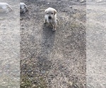 Small Photo #11 Labrador Retriever Puppy For Sale in CONRATH, WI, USA