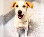 Small #1 Labrador Retriever