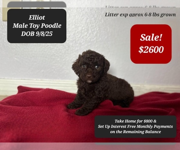 Medium Photo #2 Poodle (Toy) Puppy For Sale in TUCSON, AZ, USA