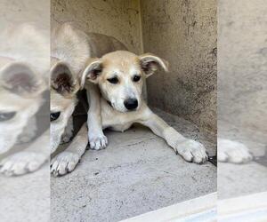 Siberian Husky-Unknown Mix Dogs for adoption in Oklahoma City, OK, USA