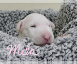 Small Photo #5 Bull Terrier Puppy For Sale in KENDALL, FL, USA