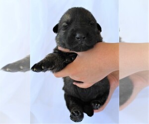 German Shepherd Dog Puppy for sale in HOLDEN, MO, USA