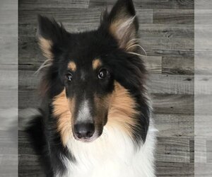 Collie Dogs for adoption in Dublin, OH, USA