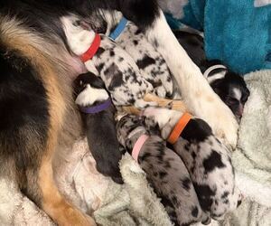 Australian Shepherd Litter for sale in HENRICO, VA, USA