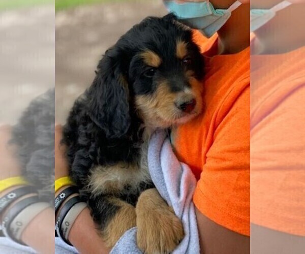 Medium Photo #2 Bernedoodle Puppy For Sale in WESTERVILLE, OH, USA
