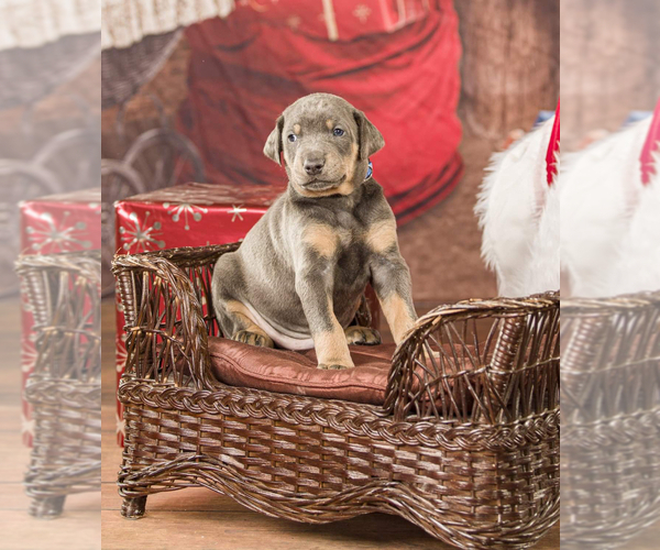 Medium Photo #1 Doberman Pinscher Puppy For Sale in ONARGA, IL, USA