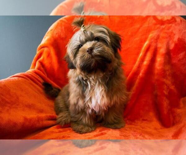 Medium Photo #1 Shih Tzu Puppy For Sale in CHARLOTTE, NC, USA