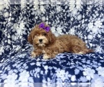 Small #2 ShihPoo