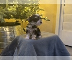 Small Photo #1 Yorkshire Terrier Puppy For Sale in HESPERIA, CA, USA