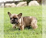 Small #2 French Bulldog