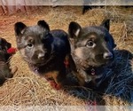 Small Photo #12 German Shepherd Dog Puppy For Sale in COWGILL, MO, USA