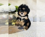 Puppy DURANGO mini Bernedoodle (Miniature)
