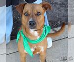 Small #3 Labrador Retriever Mix