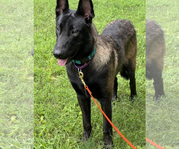 Medium Photo #8 Mutt Puppy For Sale in Stevens Point, WI, USA