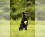 Small #4 American Pit Bull Terrier Mix