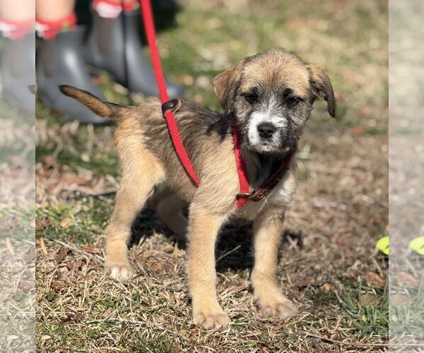 Medium Photo #2 Labrador Retriever-Unknown Mix Puppy For Sale in Yardley, PA, USA