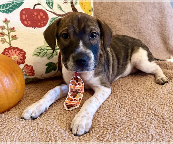 Medium Photo #2 Beagle-Unknown Mix Puppy For Sale in Rockaway, NJ, USA
