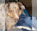 Small #3 Australian Shepherd