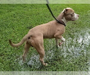 American Staffordshire Terrier Dogs for adoption in Fort Lauderdale, FL, USA